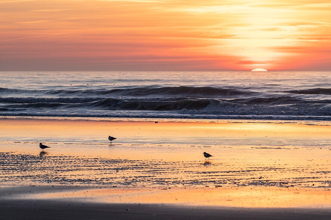 Frankreich, Somme, Bucht von Somme, Quend Plage, Seevögel (Möwen und Seemöwen) am Strand bei Sonnenuntergang