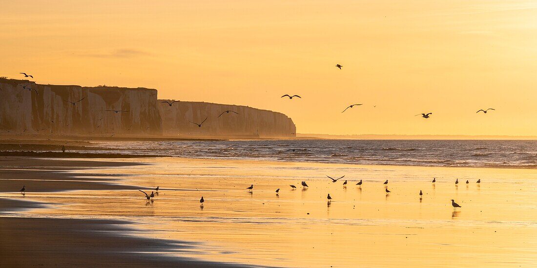 France, Somme, Bay of Somme, Picardy Coast, Ault, Twilight on the cliffs, presence of seabirds (seagulls)