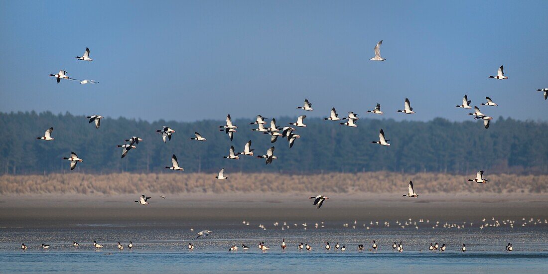 Frankreich, Somme, Bucht von Somme, Naturschutzgebiet Bucht von Somme, Le Crotoy, Flug einer Brandgans (Tadorna tadorna)