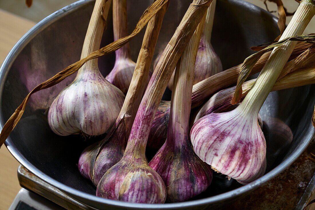 France, Tarn et Garonne, Sebastien Taupiac, producer of Ail Violet, AOC, and President of the Cadours Garlic Violet Syndicate, preparation of garlic before braiding