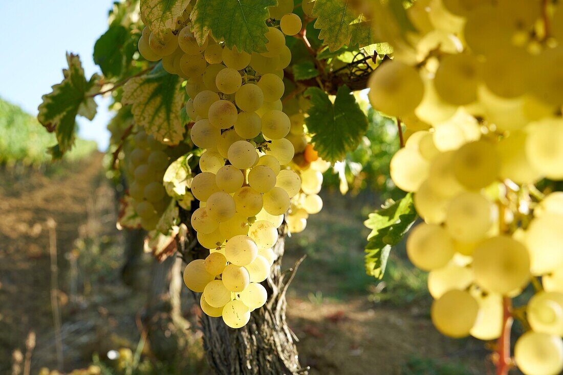 France, Tarn et Garonne, Moissac, Gilbert Lavilledieu producer of Chasselas de Moissac, the vines, close up of clusters of Chasselas
