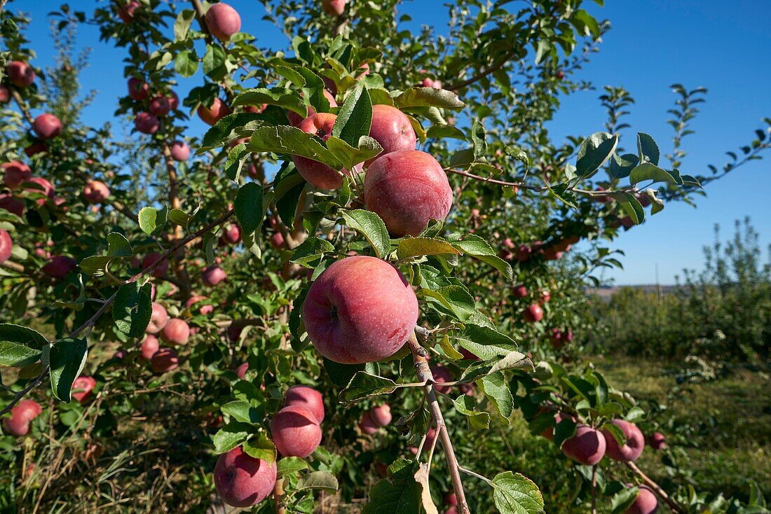 France, Tarn et Garonne, Montauban, SCEA, from Seignouret, fruit prodcutor, La Paillote, Dominique and Jean Marc Chailan, apple rubinette