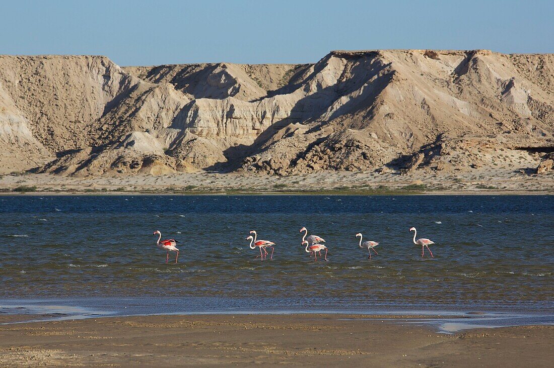 Morocco, Western Sahara, Dakhla, pink flamingos resting on the lagoon with the desert mountains in the background