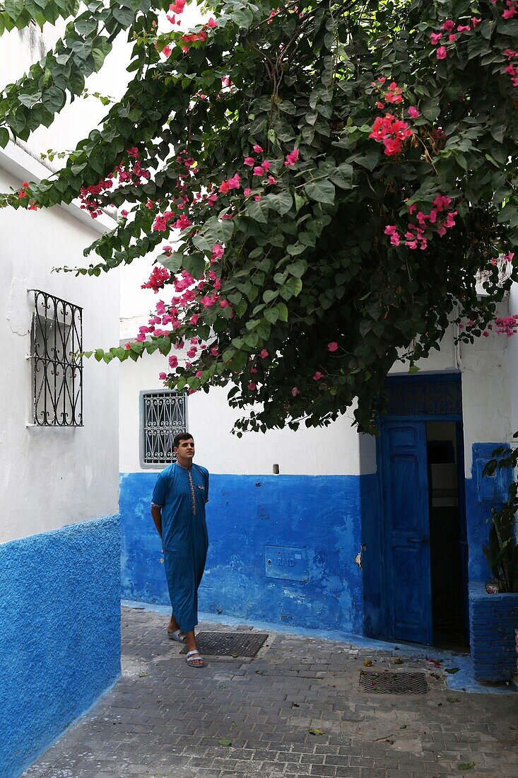 Marokko, Tanger Region Tetouan, Tanger, junge Tangerois in einer Gasse der Kasbah, die unter einer Bougainvillea zerfällt