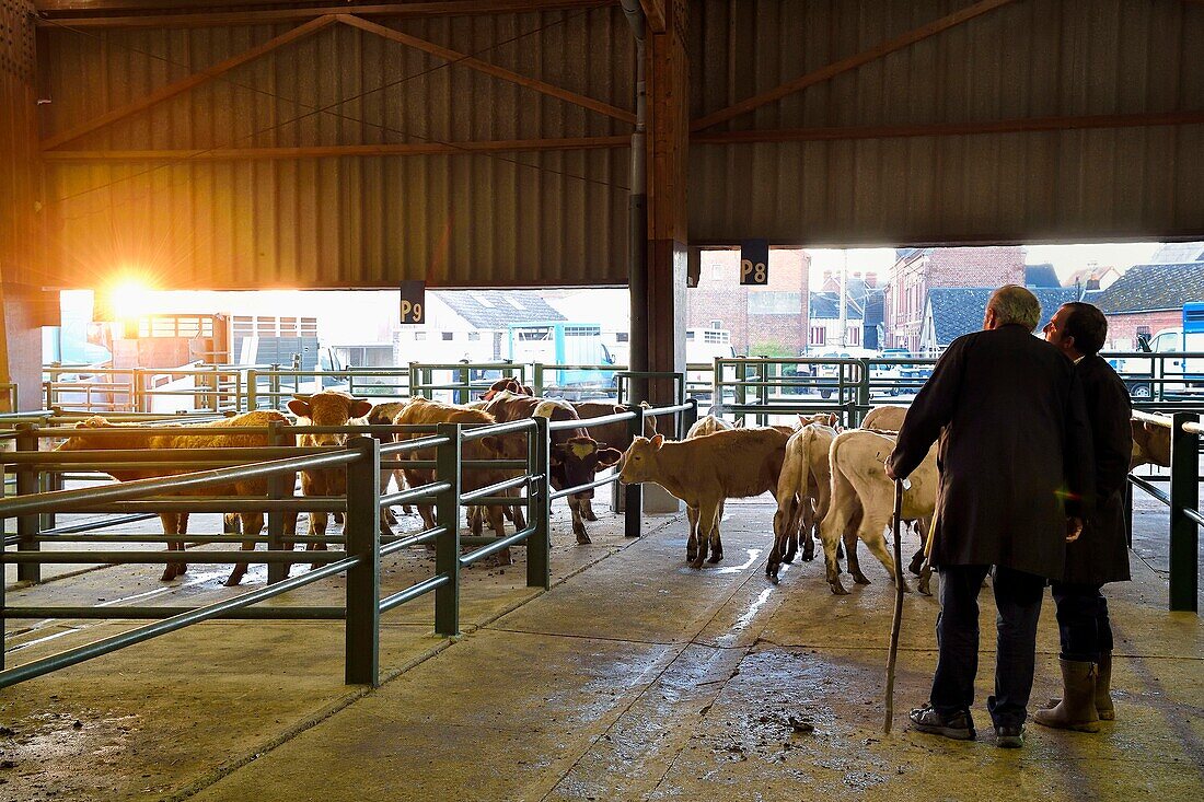 France, Seine Maritime, Forges les eaux, livestock market (mainly cows)