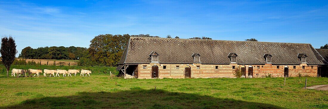 France, Seine-Maritime, Pays de Caux, Harcanville, clos masure, a typical farm of Normandy, called La Bataille, former sheep barn converted into a cowshed