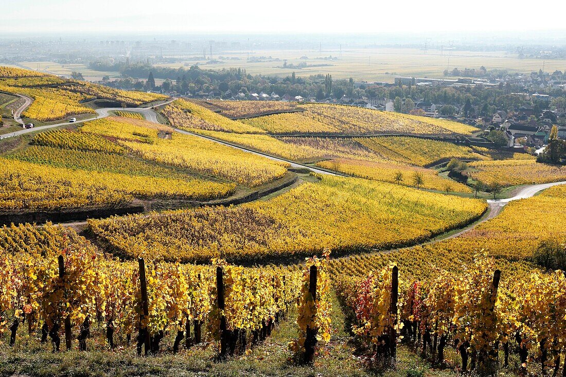 France, Haut Rhin, Turckheim, vineyards in autumn of the Wine Road.