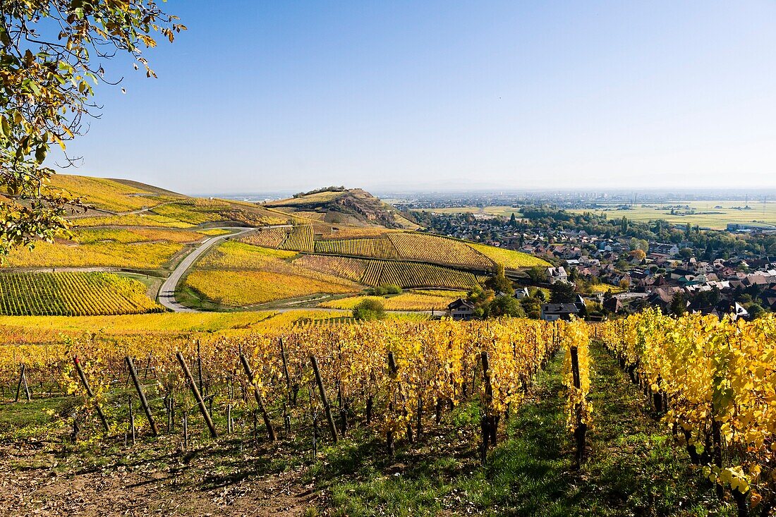 France, Haut Rhin, Turckheim, vineyards in autumn of the Wine Road.