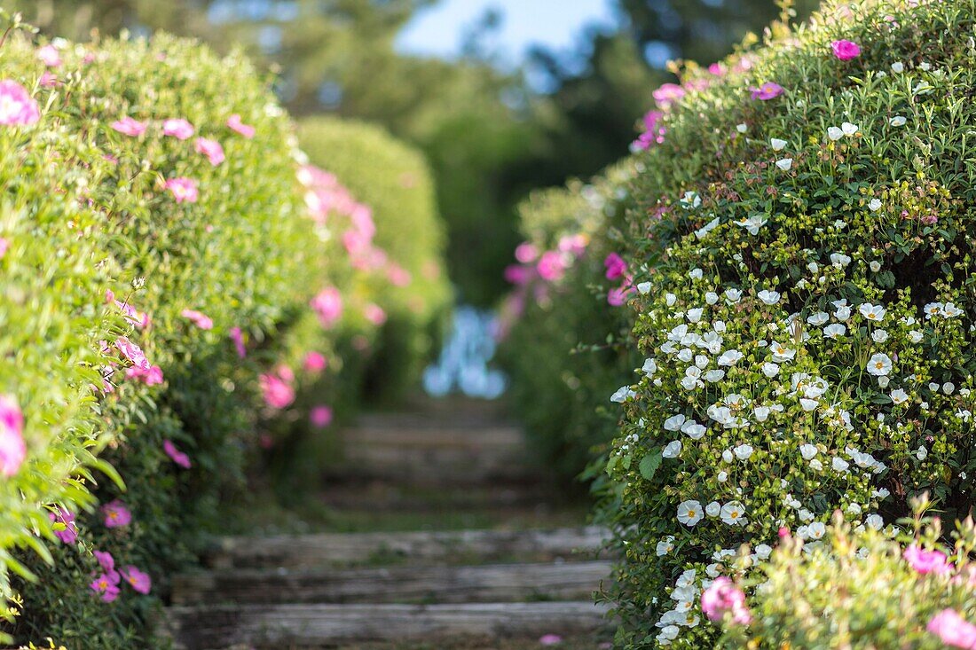 France, Morbihan, Belle-Ile island, Locmaria, the garden La Boulaye