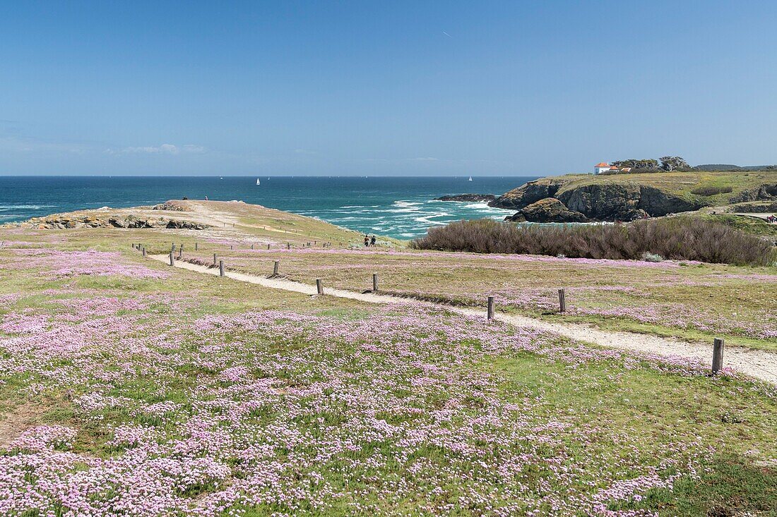 France, Morbihan, Belle-Ile island, Sauzon, the north coast since the Pointe des Poulains