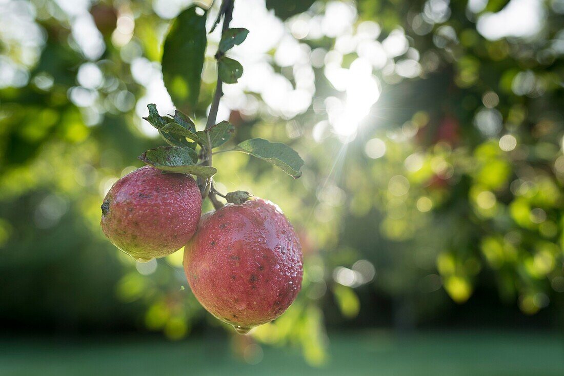 Frankreich, Morbihan, Brech, Apfel im Obstgarten des Ökomuseums von St-Dégan