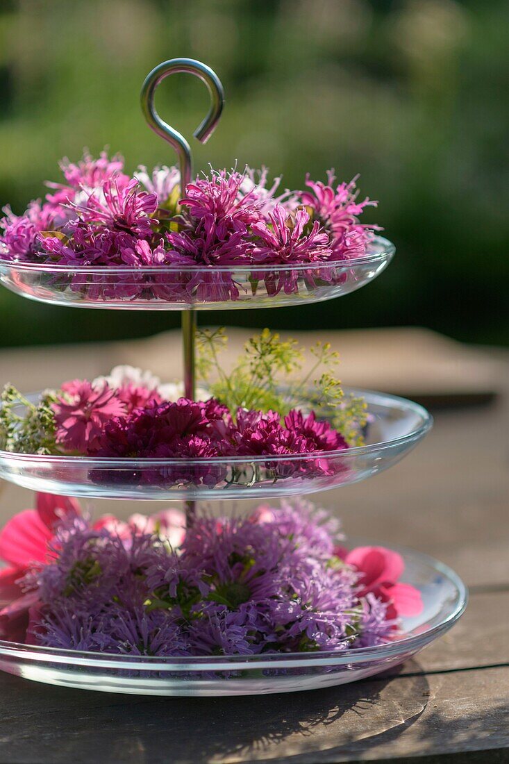 Frankreich, Morbihan, der Garten der Stunden im Freien, der Führungen und Verkostungen von Blumen anbietet