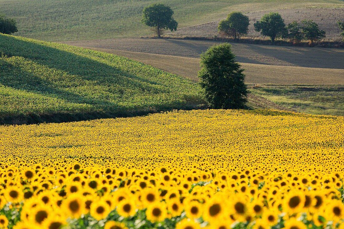 Frankreich, Gers, Mascaras, Sonnenblumenfeld