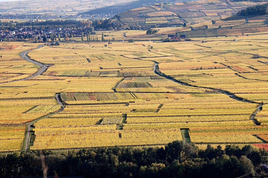 Frankreich, Haut Rhin, Sigolsheim, Weinberge im Herbst.