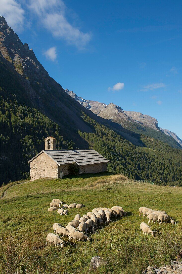 France, Hautes Alpes, The massive Grave of Oisans, flock of sheep to the chapel Saint Antoine in the hamlet of Cours