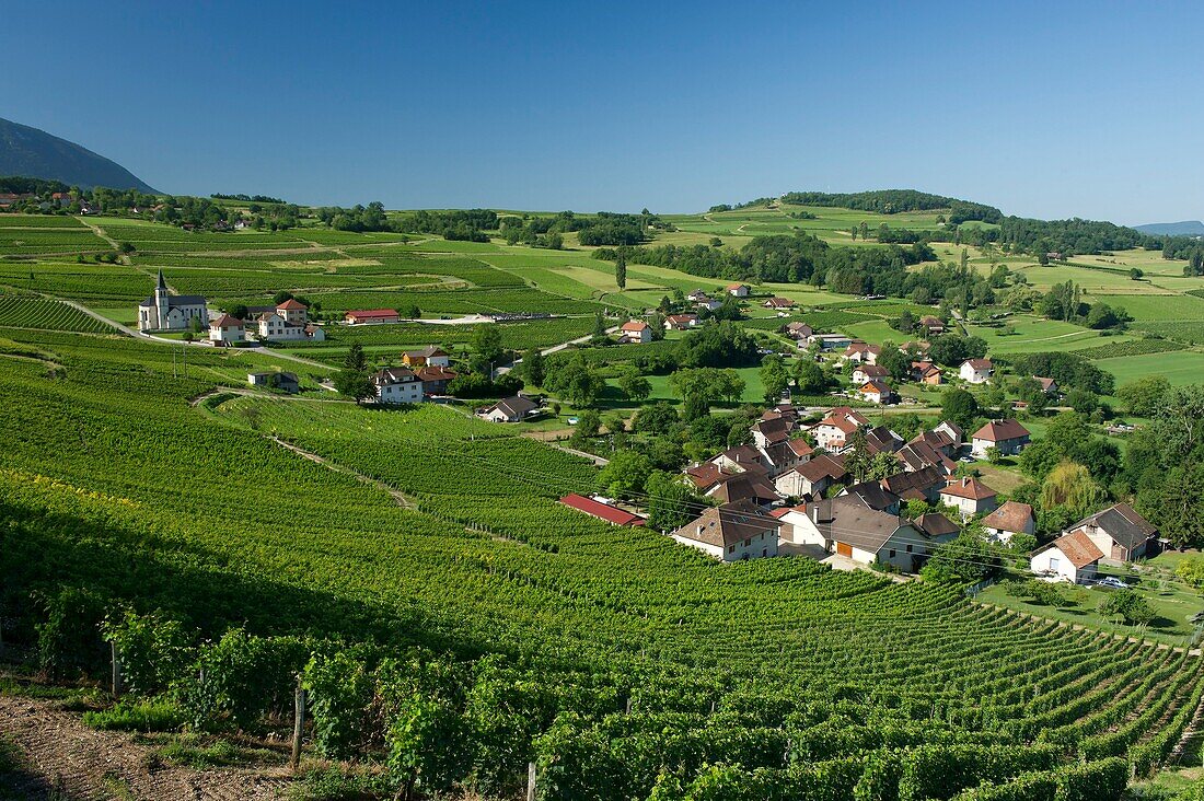 Frankreich, Savoyen, vor dem savoyardischen Land, die Weinberge und das Dorf Jongieux