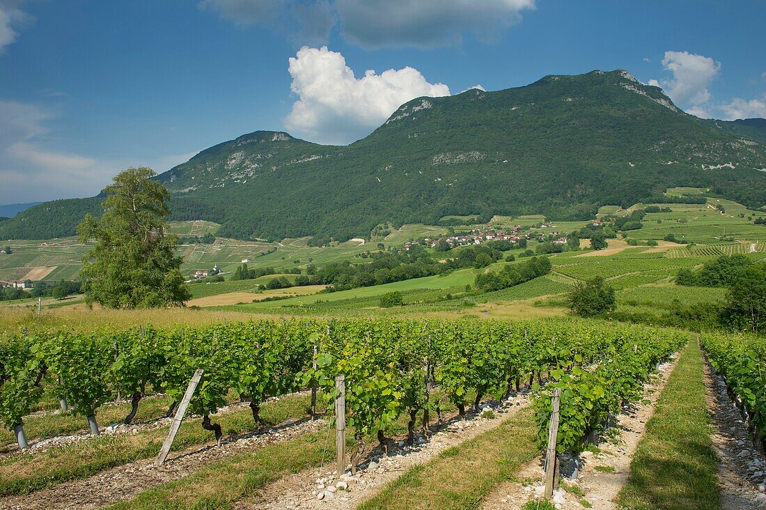 Frankreich, Savoyen, vor dem savoyardischen Land, der Weinberg von Jongieux und der Berg von Charvaz