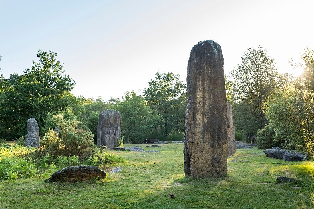 Frankreich, Morbihan, Monteneuf, die megalithische Domäne der Geraden Steine bei Sonnenaufgang