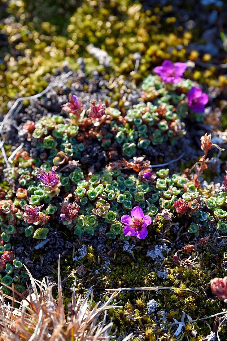 Grönland, Nordwestküste, Smith-Sund nördlich der Baffin Bay, Inglefield Land, Standort von Etah im Foulke Fjord, in der Tundra sind die Pflanzen während der kurzen jährlichen Blütezeit sehr farbenfroh, um bestäubende Insekten anzulocken, Purpursteinbrech (Saxifraga oppositifolia)