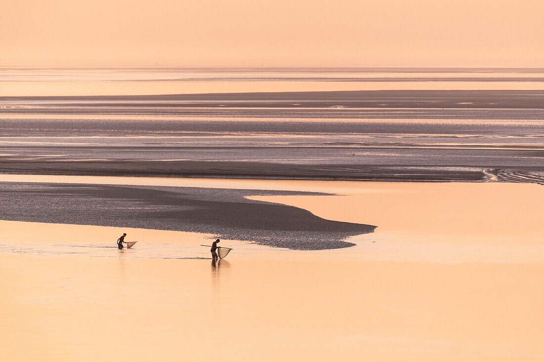 France, Somme, Baie de Somme, Le Crotoy, the panorama on the Baie de Somme at sunset while a group of young fishermen fish the gray shrimp with their big net (haveneau)