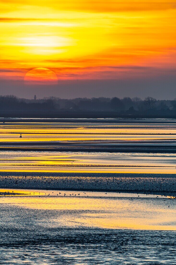 France, Somme, Baie de Somme, Le Crotoy, the panorama on the Baie de Somme at sunset at low tide while many birds come to feed in the creeps