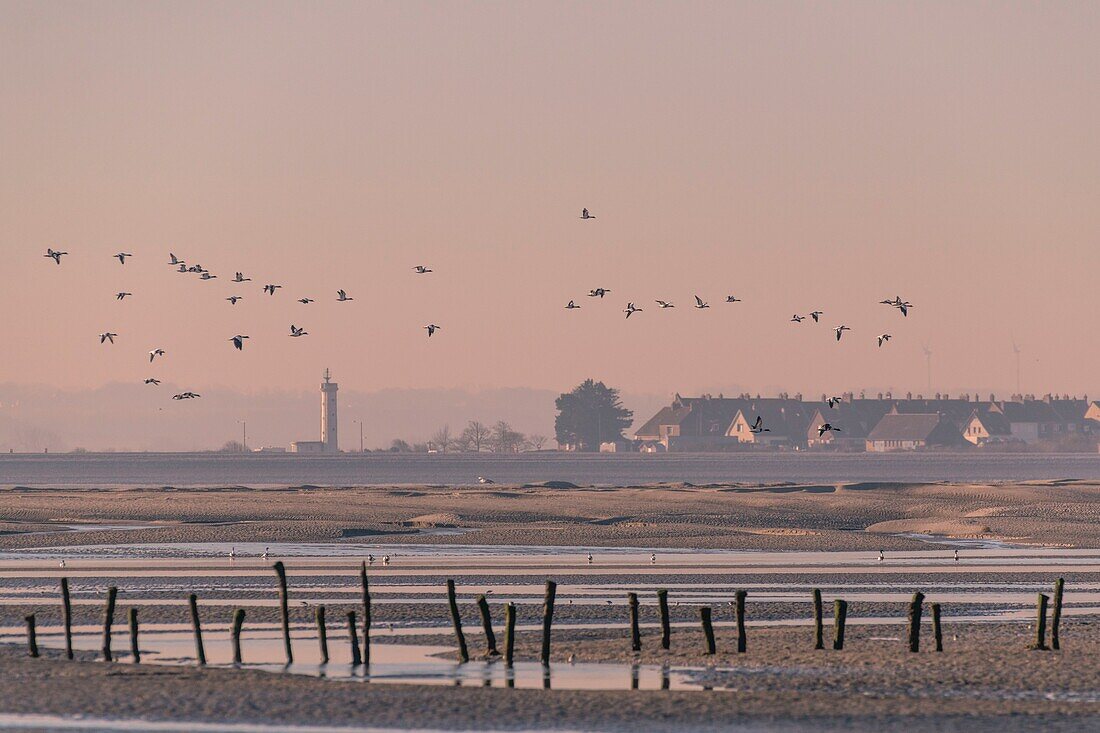 France, Somme, Baie de Somme, Natural Reserve of the Baie de Somme, Le Crotoy, passage of Common Shelducks (Tadorna tadorna ) vis-a-vis the Hourdel in the natural reserve