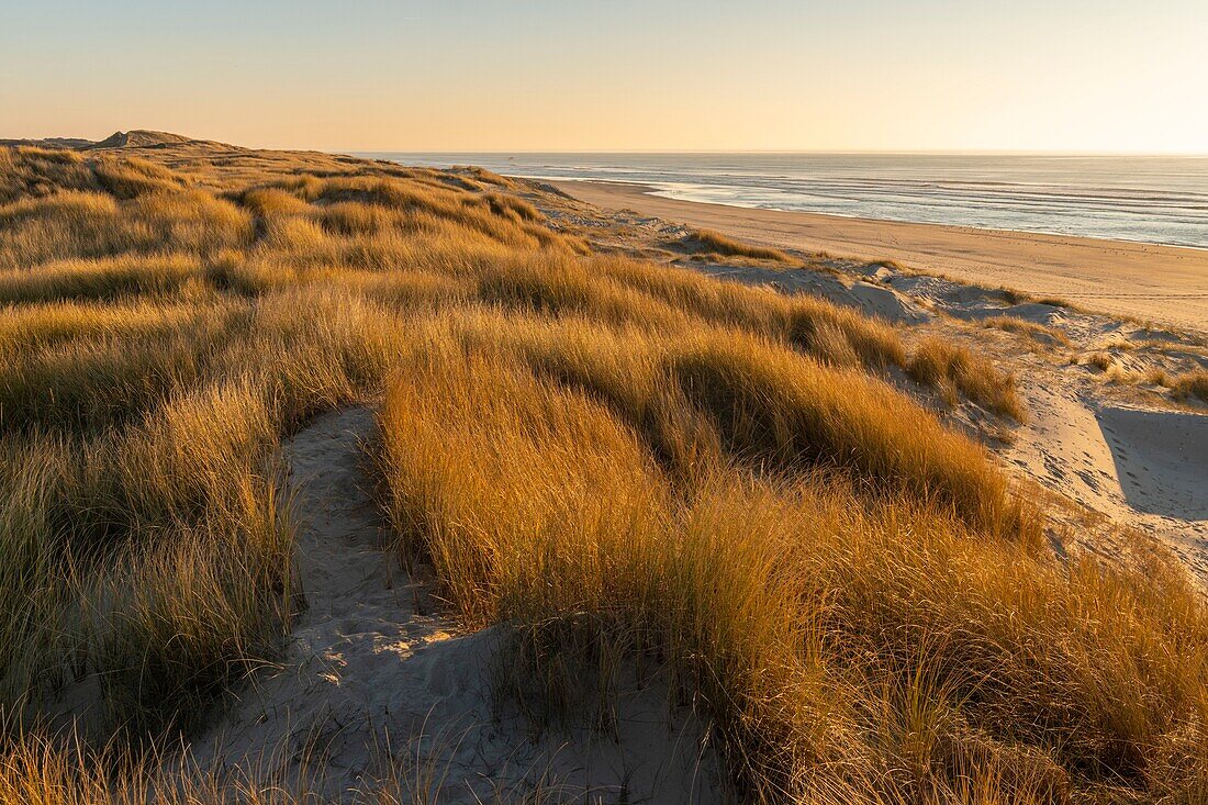 Frankreich, Somme, Bucht von Authie, Fort-Mahon, die Dünen von Marquenterre, südlich der Bucht von Authie