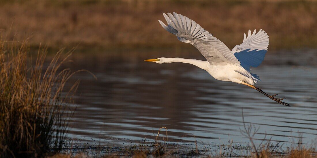 Frankreich, Somme, Baie de Somme, Le Crotoy, Flug eines Silberreihers (Ardea alba ) im Sumpf von Crotoy