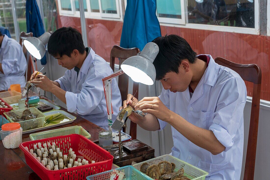 Vietnam, Gulf of Tonkin, Quang Ninh province, Ha Long Bay (Vinh Ha Long), Akoya, Tahitian and Southsea cultured pearls