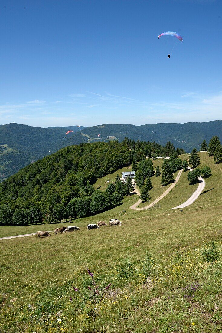 France, Haut Rhin, Hautes Vosges, Le Treh, paragliding flight area, overlooking Oderen and the Upper Thur Valley