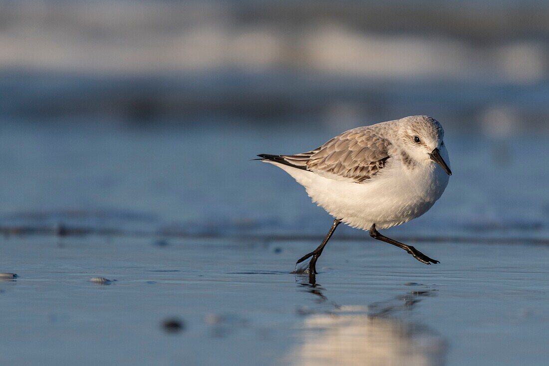 France, Somme, Baie de Somme, Picardy Coast, Quend-Plage, Sanderling (Calidris alba) on the beach, at high tide, sandpipers come to feed in the sea leash