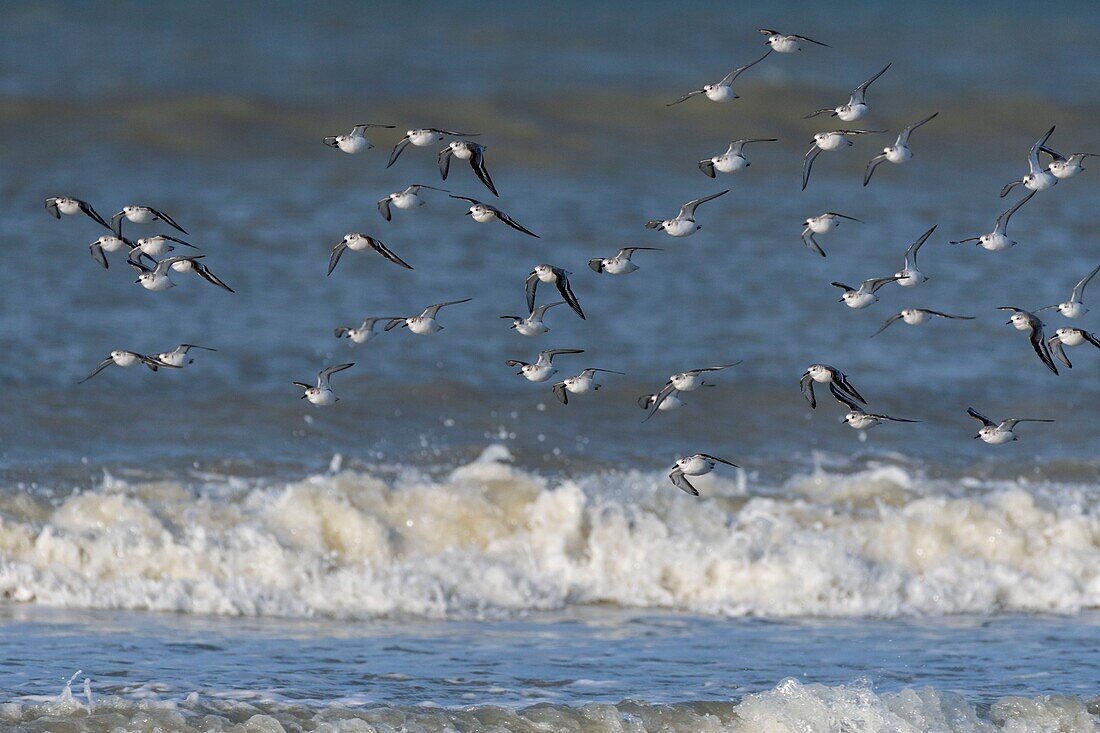 France, Somme, Picardy Coast, Quend-Plage, Sanderling in flight (Calidris alba ) along the beach