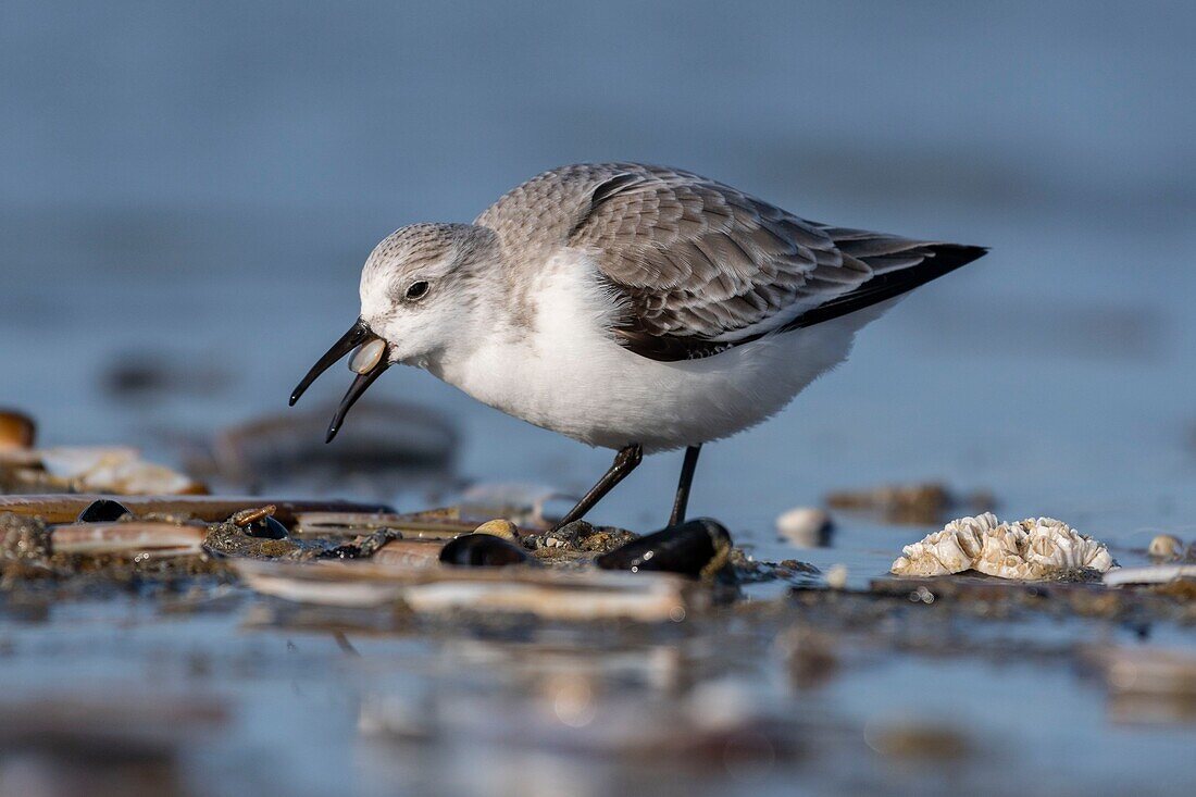 France, Somme, Baie de Somme, Picardy Coast, Quend-Plage, Sanderling (Calidris alba) on the beach, at high tide, sandpipers come to feed in the sea leash