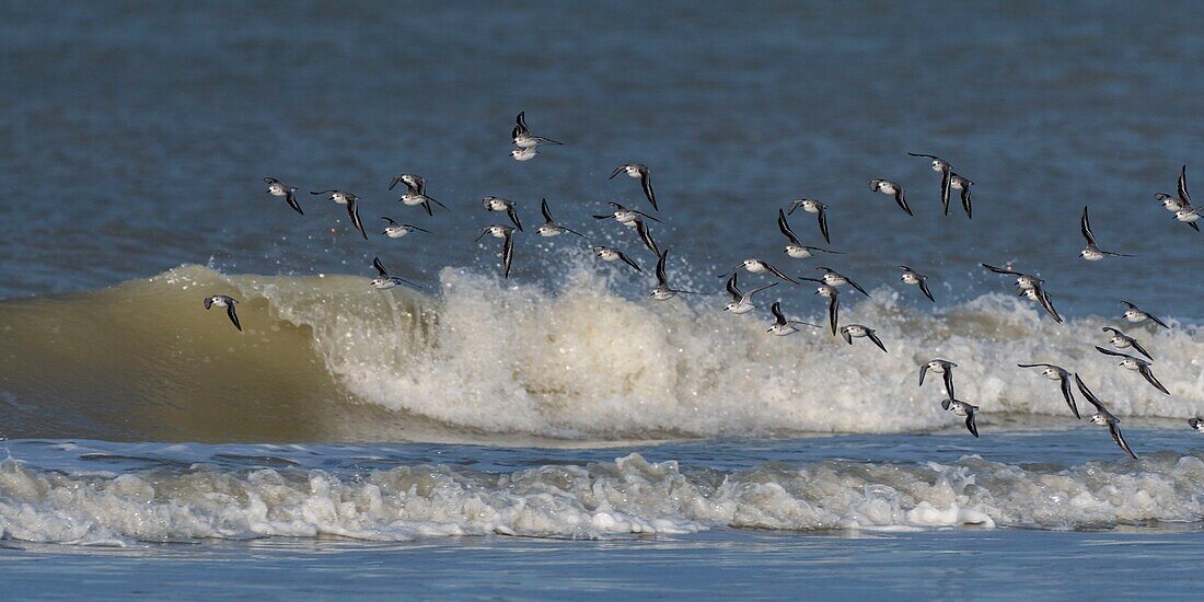 France, Somme, Picardy Coast, Quend-Plage, Sanderling in flight (Calidris alba ) along the beach