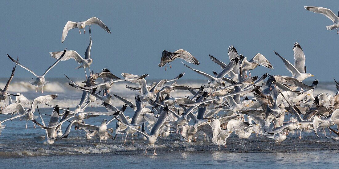 Frankreich, Somme, Picardieküste, Quend-Plage, Flug von Heringsmöwen (Larus argentatus - Europäische Silbermöwe) am Strand