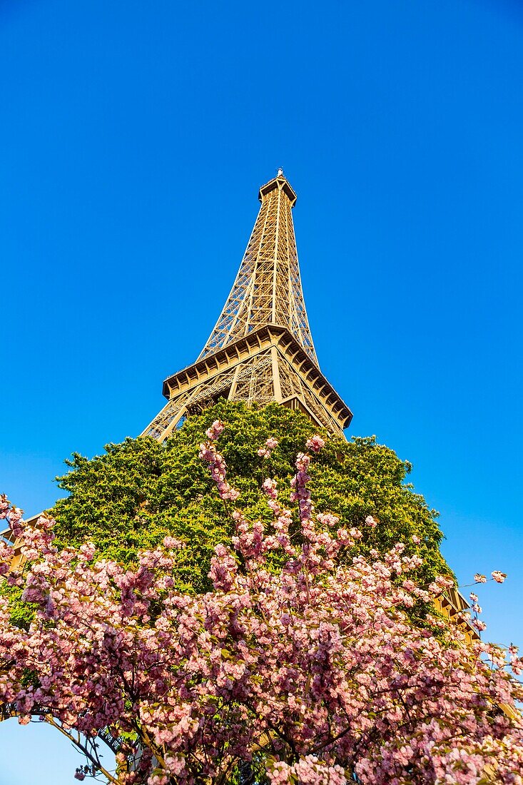 Frankreich, Paris, der Eiffelturm im Frühling, Kirschblüten