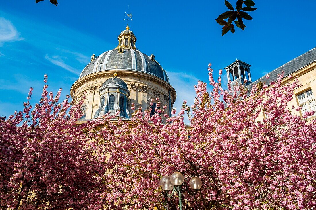 Frankreich, Paris, Stadtteil Saint-Germain-des-Prés, Place Gabriel Pierné im Frühling mit Kirschblüten