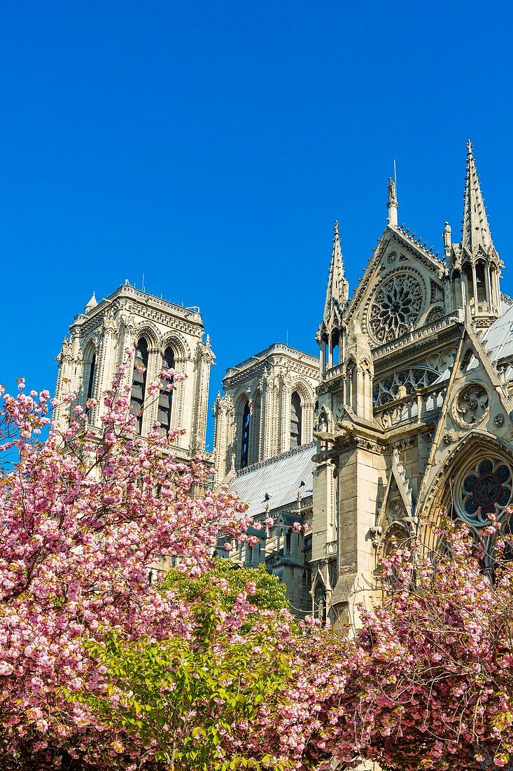 France, Paris, Notre-Dame cathedral in spring with cherry blossoms