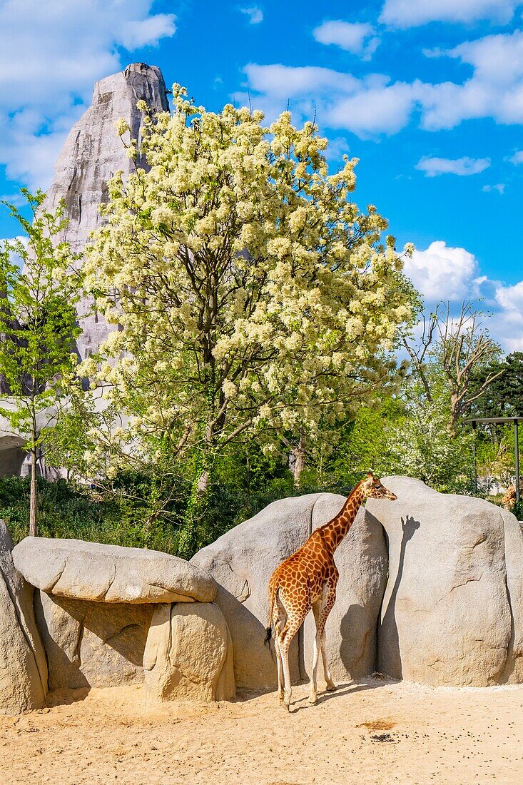 France, Paris, Zoological Park of Paris (Vincennes Zoo), giraffes