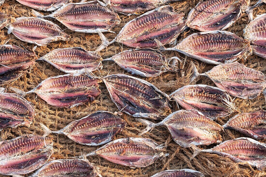 Sri Lanka, Western province, Negombo, drying fishes