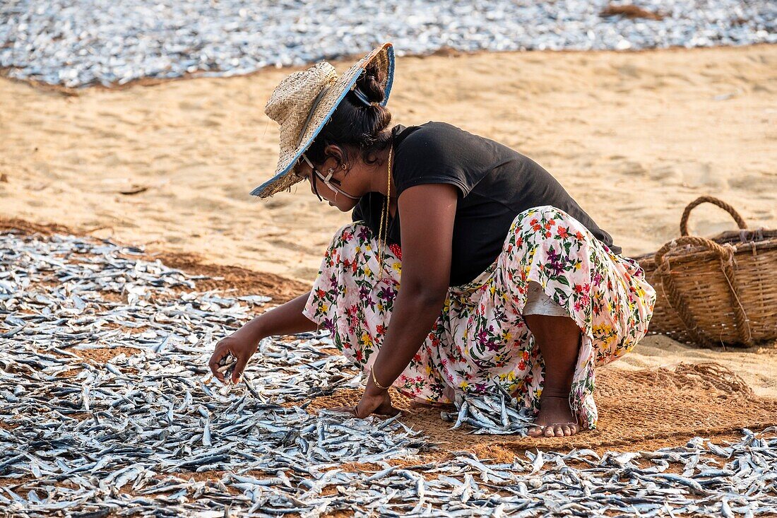 Sri Lanka, Western province, Negombo, drying fishes