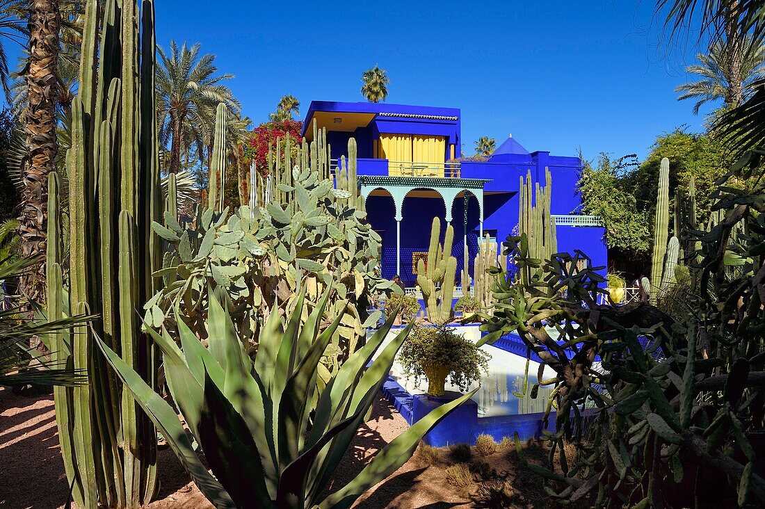 Marokko, Hoher Atlas, Marrakesch, Kaiserstadt, Stadtviertel Gueliz, Majorelle-Garten, 1931 von dem französischen Maler Jacques Majorelle gegründet und 1980 von Yves Saint Laurent und Pierre Berge gekauft