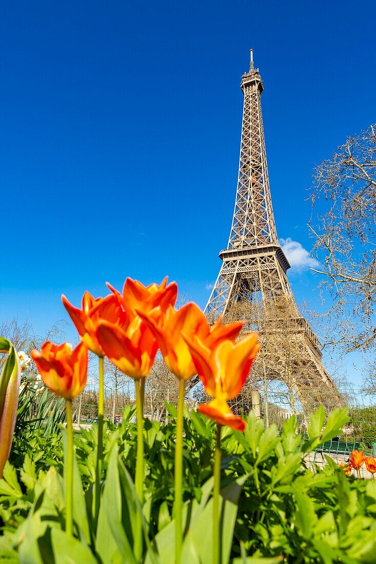 Frankreich, Paris, Welterbe der UNESCO, der Eiffelturm im Frühling