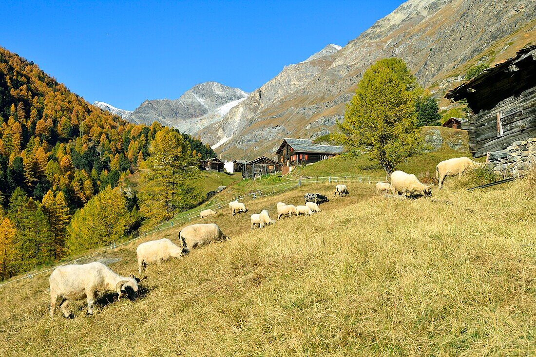 Switzerland, canton of Valais, Zermatt, hamlet Zmutt at the foot of the Matterhorn