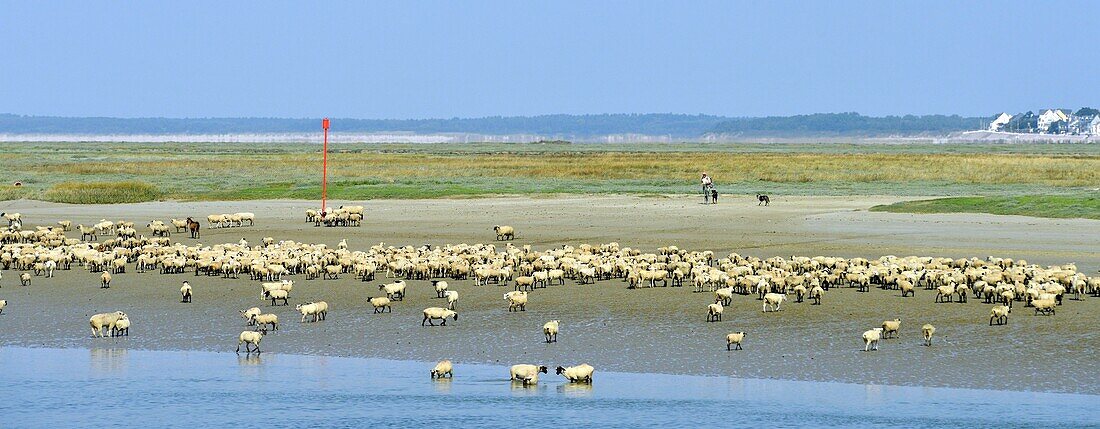 France, Somme, Baie de Somme, Saint Valery sur Somme, mouth of the Somme Bay at low tide, shepherd and sheep salt meadows (Ovis aries)