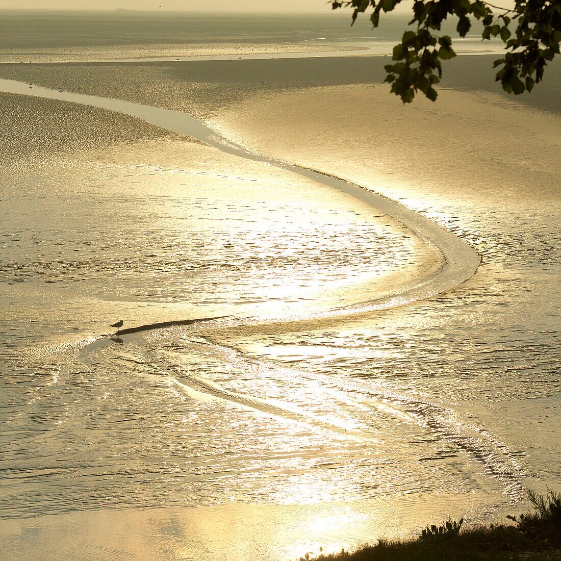 France, Somme, Baie de Somme, Saint Valery sur Somme, mouth of the Somme Bay at low tide