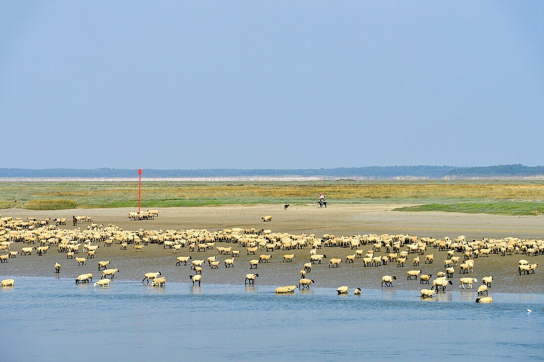 France, Somme, Baie de Somme, Saint Valery sur Somme, mouth of the Somme Bay at low tide, shepherd and sheep salt meadows (Ovis aries)