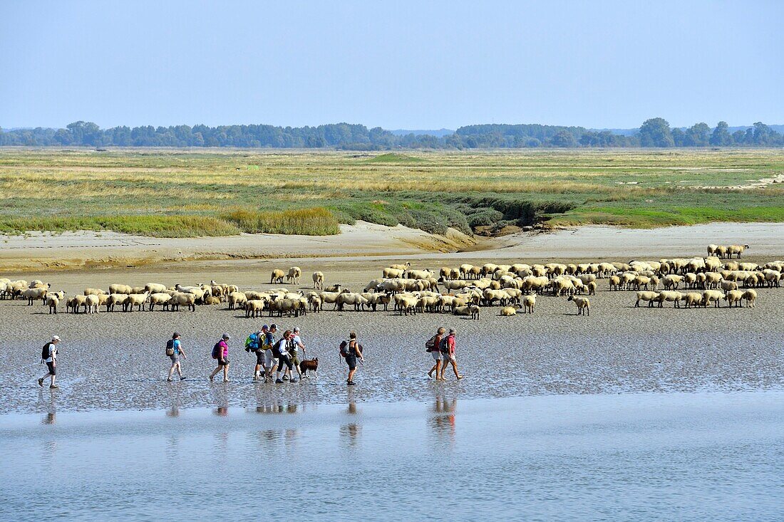 Frankreich, Somme, Baie de Somme, Saint Valery sur Somme, Mündung der Somme-Bucht bei Ebbe, Schafhirten und Salzwiesen (Ovis aries)