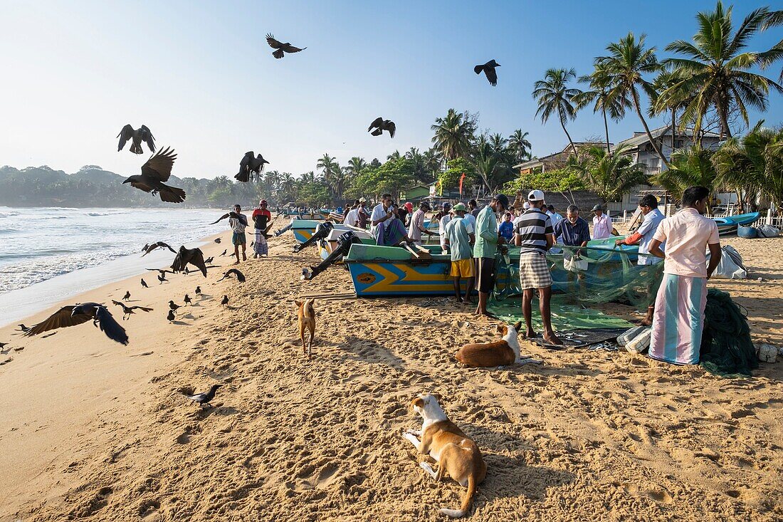 Sri Lanka, Eastern province, Pottuvil, Arugam bay, back from fishing