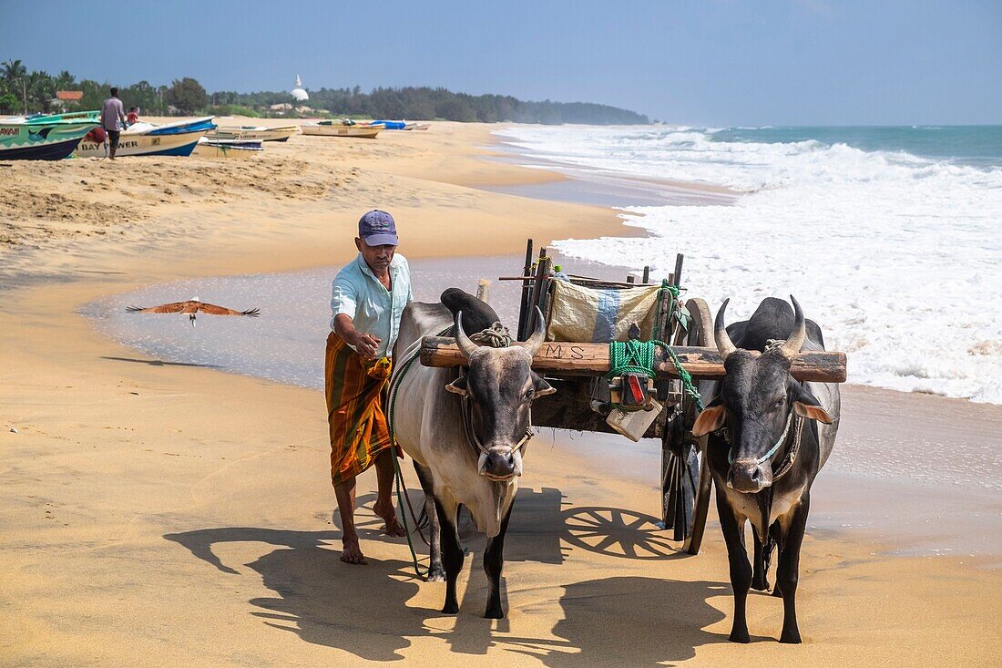 Sri Lanka, Eastern province, Pottuvil, Arugam bay, transport of fish by zebu cart on Pottuvil beach